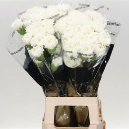 Dianthus St Eq. White (Гвоздика ст Эк. Вайт) В70