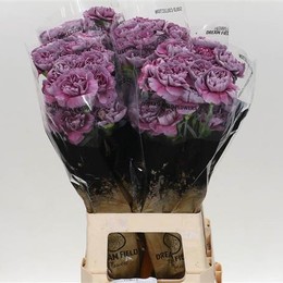Dianthus St Eq. Hypnosis (Гвоздика ст Эк. Гипнозис) В70