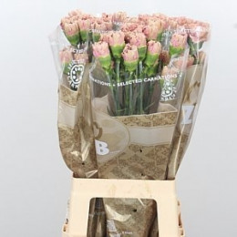 Dianthus St Eq. Babylon (Гвоздика ст Эк. Вавилон) В70