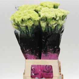 Dianthus St H. Goblin Green (Гвоздика ст Х. Гоблин Грин) В65