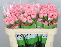 Dianthus st alcazar (Гвоздика ст Альказар) В60