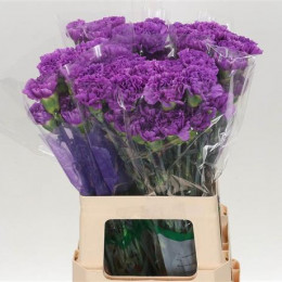 Dianthus st moonlite (Гвоздика ст Мунлайт)В60