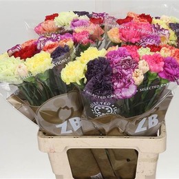 Dianthus Turkey (Гвоздика Турция)