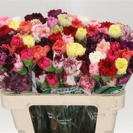 Dianthus Tr Mix Assorti (Гвоздика куст Микс Ассорти) В65