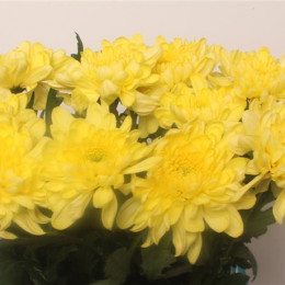Chrys. gr. Zembla Yellow (Хриз. одн. Зембла Еллоу) В70