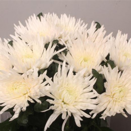 Chrys. gr. Anastasia White (Хриз. одн. Анастасия Вайт) В70