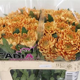 Chrys. gr. Rossano Orange (Хриз. одн. Россано Оранж) В70