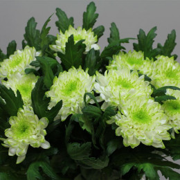 Chrys. gr. Zembla Lime (Хриз. одн. Зембла лайм) В70