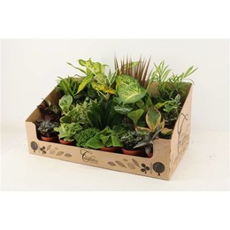 Смесительная установка М-24 ( M-24 Mixplant Showdoos ) W 9/9,5 см H 35 см