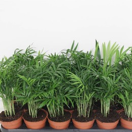 Хамедорея Элегантная ( Chamaedorea Elegans ) W 9/9,5 см H 30 см