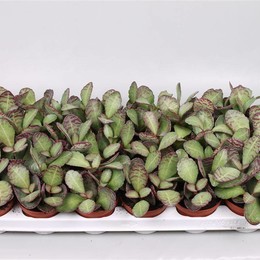Каланхоэ мраморное (леопардовое) ( Kalanchoe Marmorata (leopard) ) W 8/8,5 см H 16 см