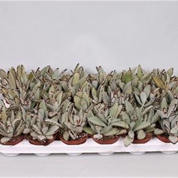 Каланхоэ Томентоза ( Kalanchoe Tomentosa ) W 8/8,5 см H 20 см