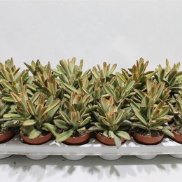 Каланхоэ Золотая Девочка ( Kalanchoe Golden Girl ) W 8/8,5 см H 16 см
