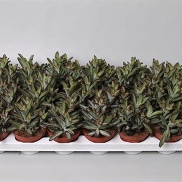 Каланхоэ Томентоза Черная ( Kalanchoe Tomentosa Nigra ) W 8/8,5 см H 18 см