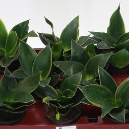 Сансевиерия Черная Звезда ( Sansevieria Black Star ) W 9/9,5 см H 20 см