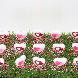 Солейролия Солейр Зеленая Сердцевина Белая ( Soleirolia Soleir Green Heart White ) W 9/9,5 см H 11 с