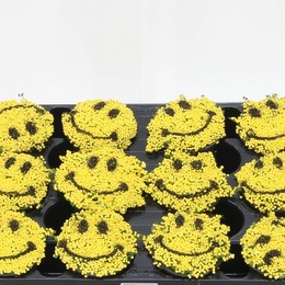 Нертера Гр Краска Для Улыбки ( Nertera Gr Smile Paint ) W 8/8,5 см H 12 см