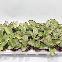 Каланхоэ Синсепала ( Kalanchoe Synsepala ) W 8/8,5 см H 16 см