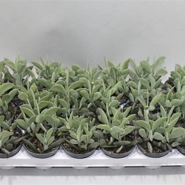Сенецио Крассисимус ( Senecio Crassisimus ) W 8/8,5 см H 16 см