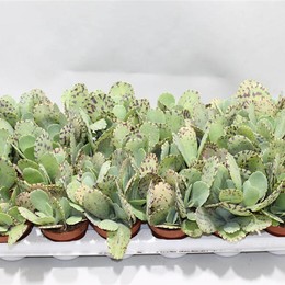 Каланхоэ мраморное (тигровое) ( Kalanchoe Marmorata (tiger) ) W 8/8,5 см H 15 см