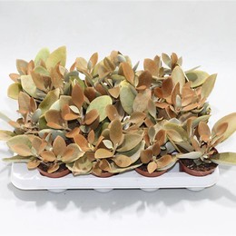 Каланхоэ Оргиалис ( Kalanchoe Orgyalis ) W 8/8,5 см H 18 см