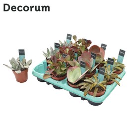 Каланхоэ смешанное (4 шт.) ( Kalanchoe Mixed (4spc.) (decorum) ) W см H см