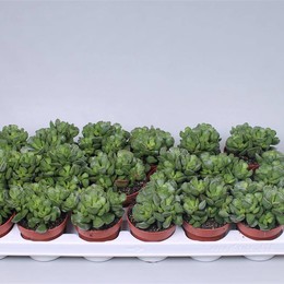 Adromischus Cristatus ( Adromischus Cristatus ) W 8/8,5 см H 15 см