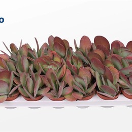 Каланхоэ Тирсифлора ( Kalanchoe Thyrsiflora ) W 8/8,5 см H 16 см