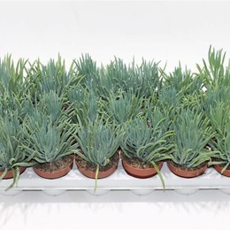 Сенецио Серпенс Минор ( Senecio Serpens Minor ) W 8/8,5 см H 15 см