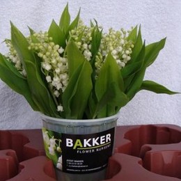 Convallaria white(Конваллария вайт)