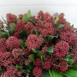 Skimmia Rubella (Скиммия Рубелла) В45