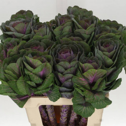 Brassica Crane Red (Брассика Кране Ред) В60