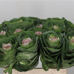 Brassica Crane bicolour (Брассика Кране Биколор) В60