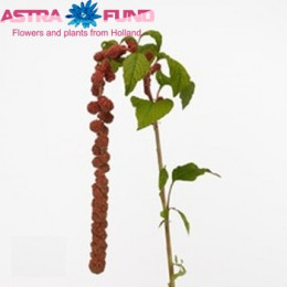 Amaranthus caudatus rosary(Амарантус Каудатус росари)В80