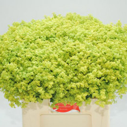 Alchemilla robustica (Алчемилла робустика) В50