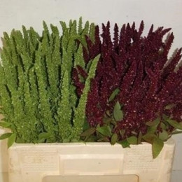 Amaranthus mix in bucket(Амарантус Микс ин букет)В60