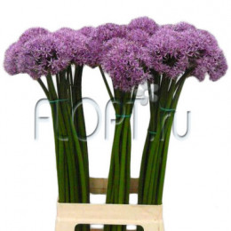 Allium gladiator (Аллиум Гладиатор) В90