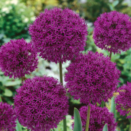Allium purple sensation (Аллиум Перпл Сенсатион) В40