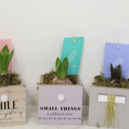 Компо Гиацинт 1808 Мелочи # ( Compo Hyacinth 1808 Small Things # ) W 10 см H 16 см