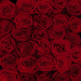 Rosa Freedom(Роза Фридом) (STAR ROSES)В90