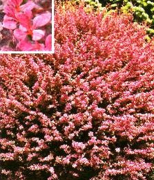 Барбарис Тунберга Pink Queen (Пинк Куин)