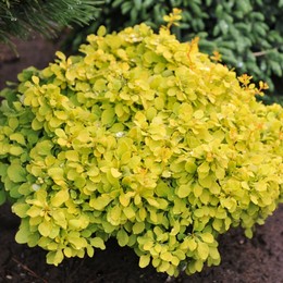 Барбарис Тунберга Tiny Gold (Тини Голд)