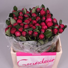 Paeonia Red Sarah Bernhardt (Пион Ред Сара Бернард) В50