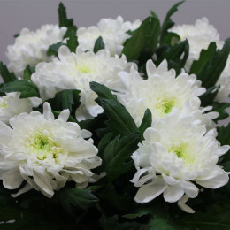 Chrys. gr. Zembla (Хриз. одн. Зембла) В70