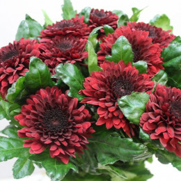 Chrys. gr. Barca Red (Хриз. одн. Барка ред) В70