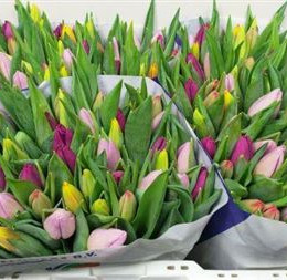 Tulipa en mix(Тюльпан эн микс)В30