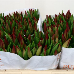 Tulipa En Strong Love (Тюльпан Эн Стронг Лав) В40