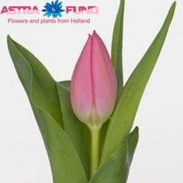 Tulipa En Christmas Dream (Тюльпан Эн Кристмас Дрим) В40