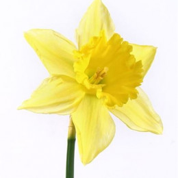 Narcissus Carlton (Нарцисс Карлтон)