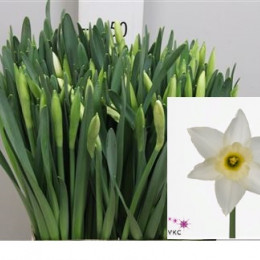 Narcissus Wedding Bell (Нарцисс Веддинг Белл)